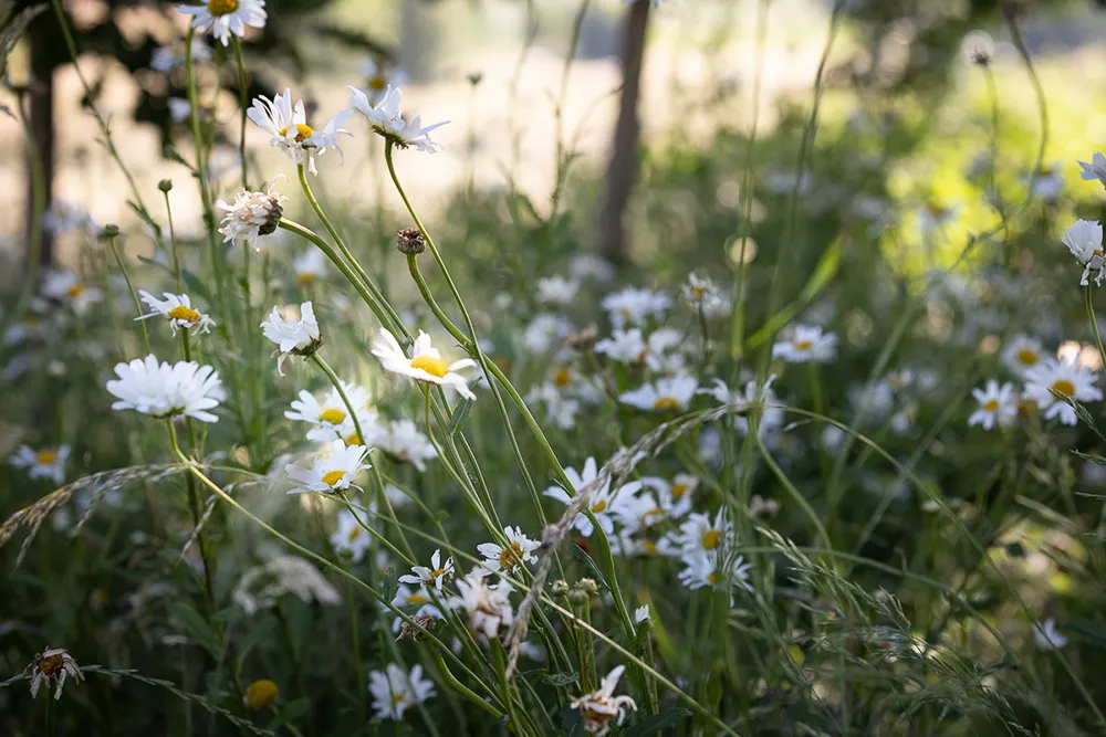 In der Praxis Larimar in Nideggen bietet Daniela Fischer neben der psychologischen Beratung auch Naturcoaching an. Auf diesem Bild sind viele Blumen auf einer Wiese zu sehen.